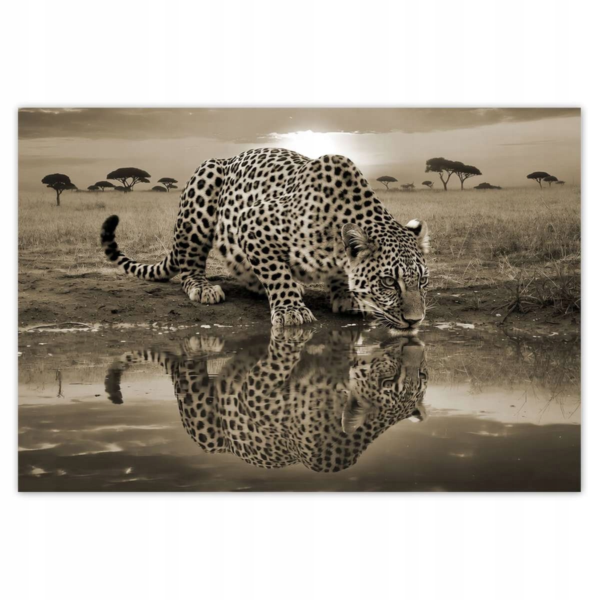 Fototapety 152x104 Gepard Tygr Zvířata Obývací Pokoj