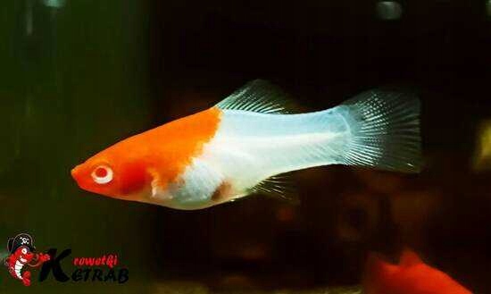 Mieczyk Koi Ketrab