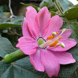ПАССИФЛОРА БАНАНОВАЯ (PASSIFLORA MOLLISSIMA) 3 НАС