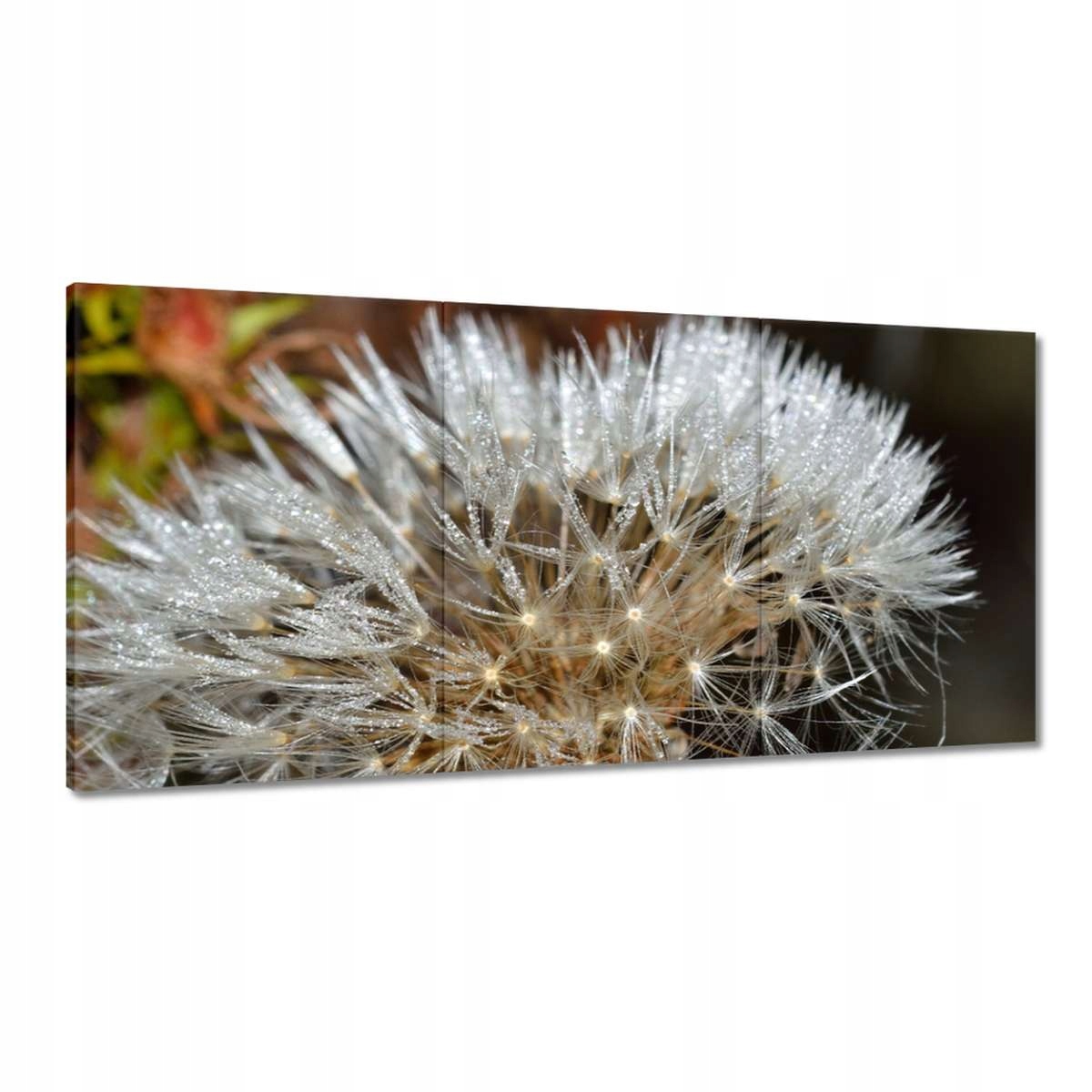 Obrazy 180x90 Púpava Kvet Kvety