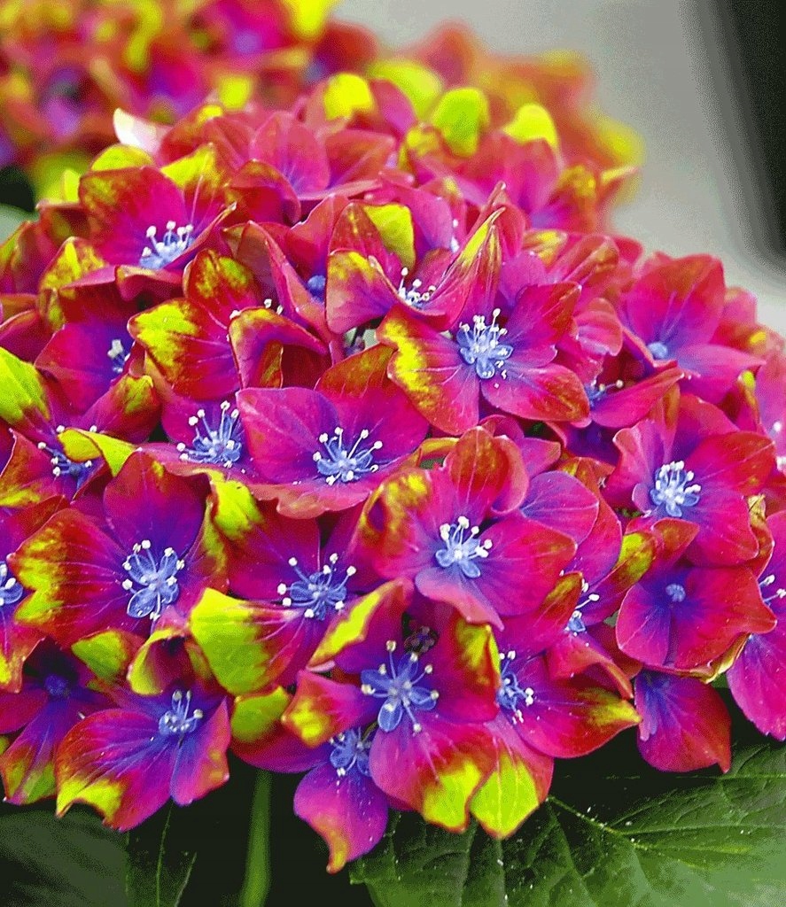 КРАСИВАЯ МНОГОЦВЕТНАЯ ГОРТЕНЗИЯ SCHLOSS WACKERBARTH