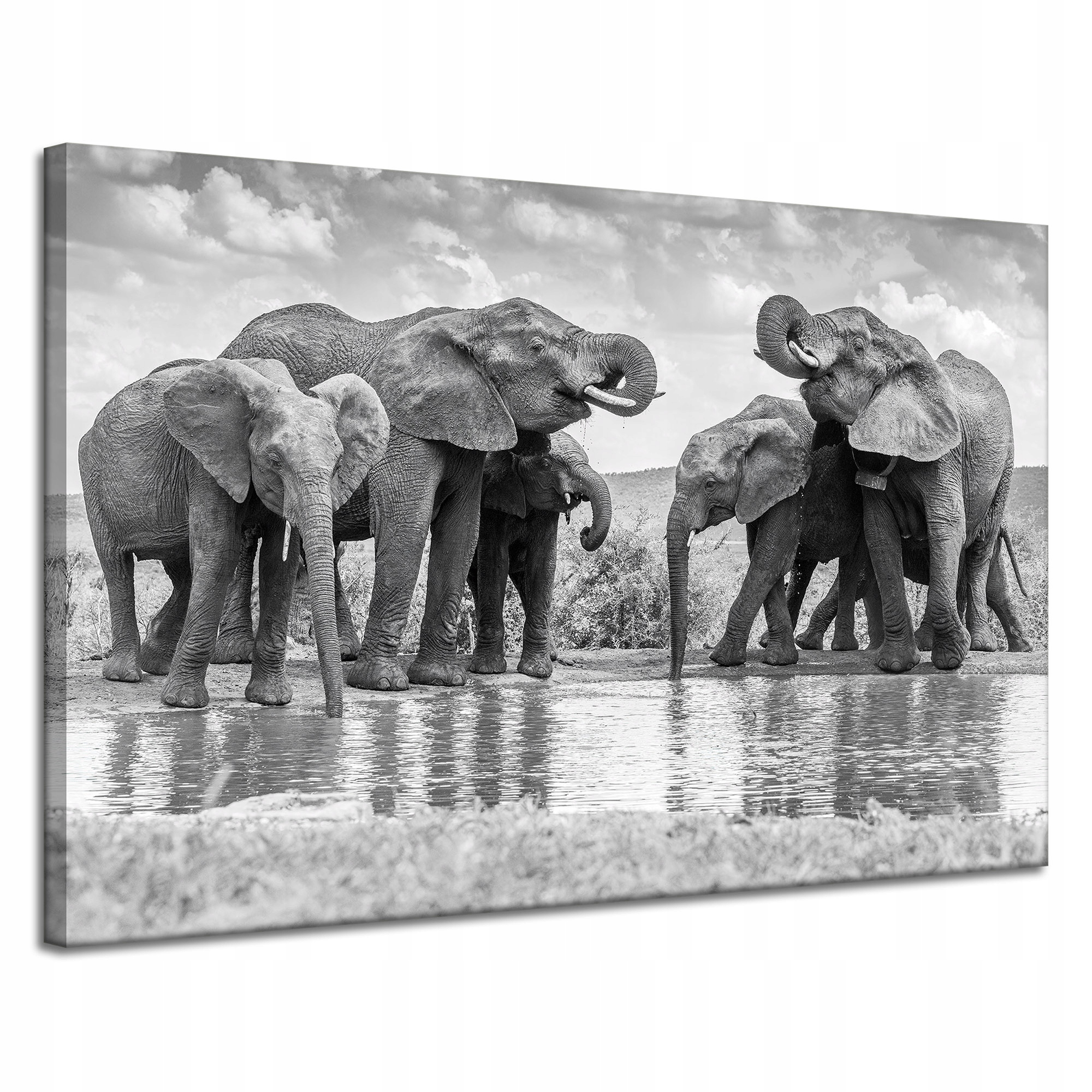 Obraz na plátně Sloni u vody Šedá příroda 120x80 cm