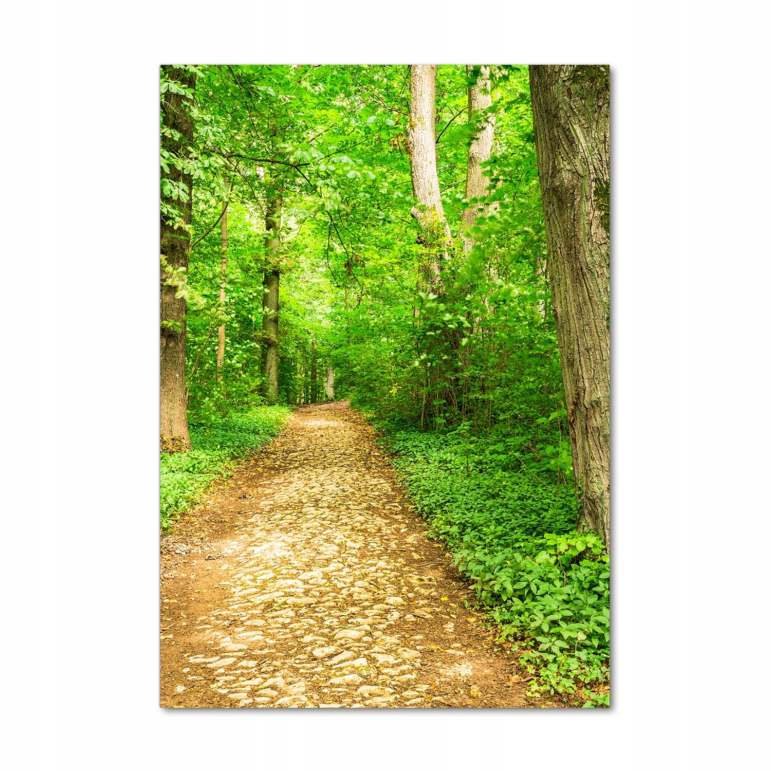 

Foto obraz szkło akrylowe Ścieżka w lesie 70x100cm