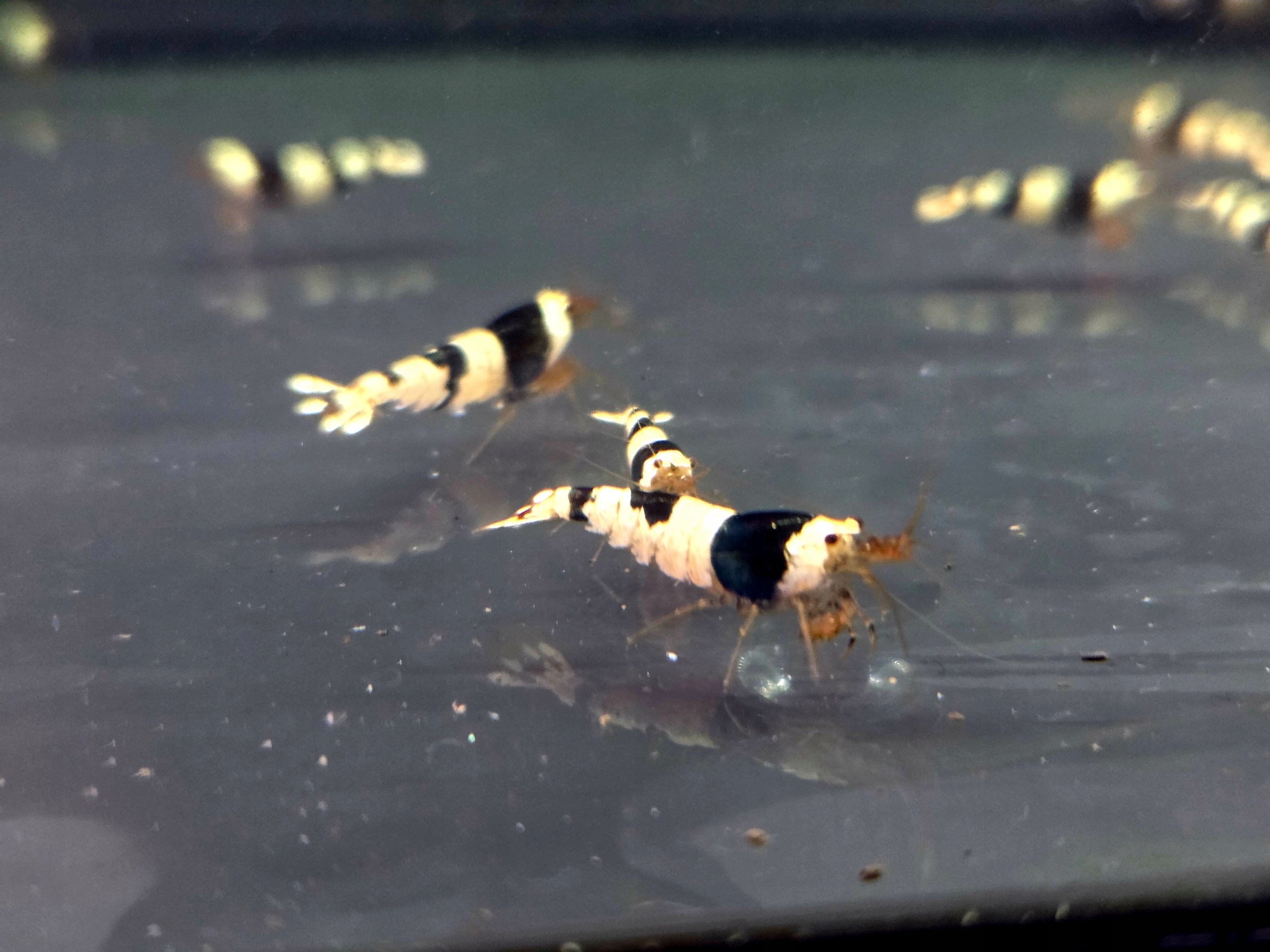Krewetka caridina Crystal black
