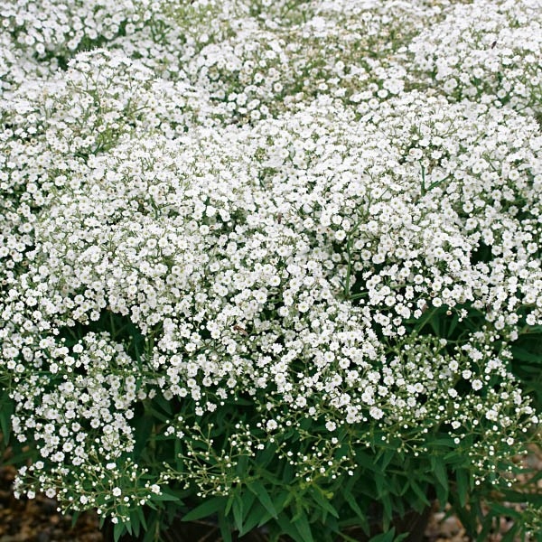 Nasiona Gipsówka wytworna biała, 1g — 6