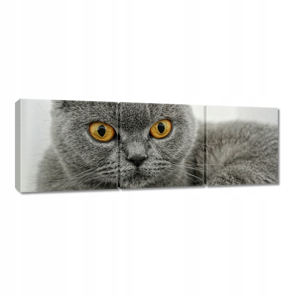 

Obrazy 150x50 Kot brytyjski krótkowłosy