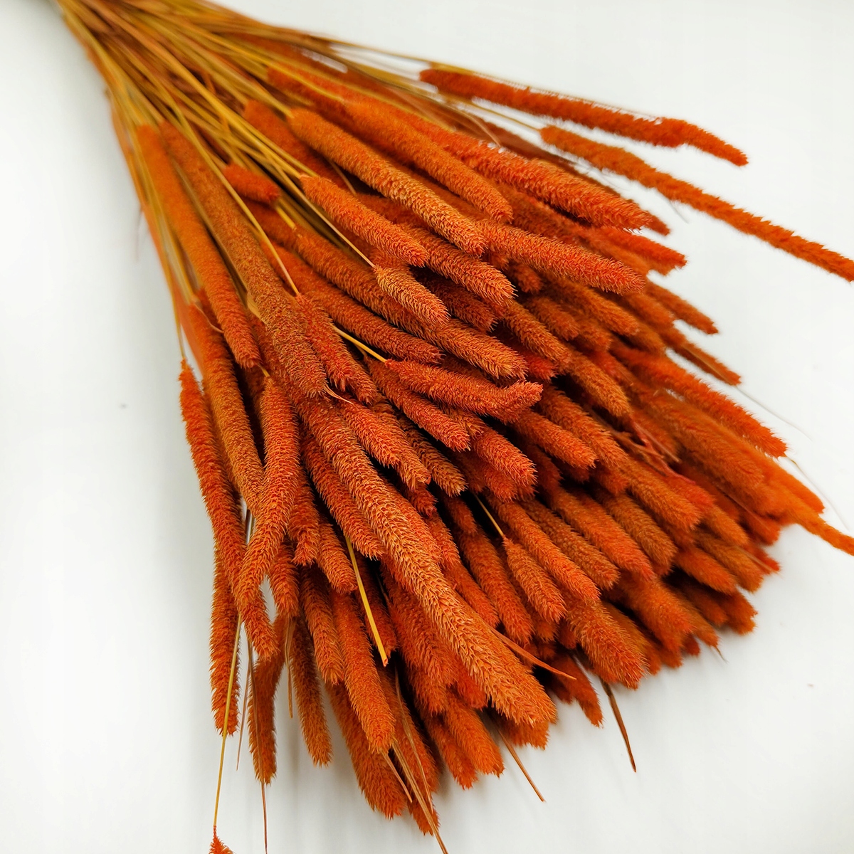 Suszona Tymotka - Ruda Marka inna