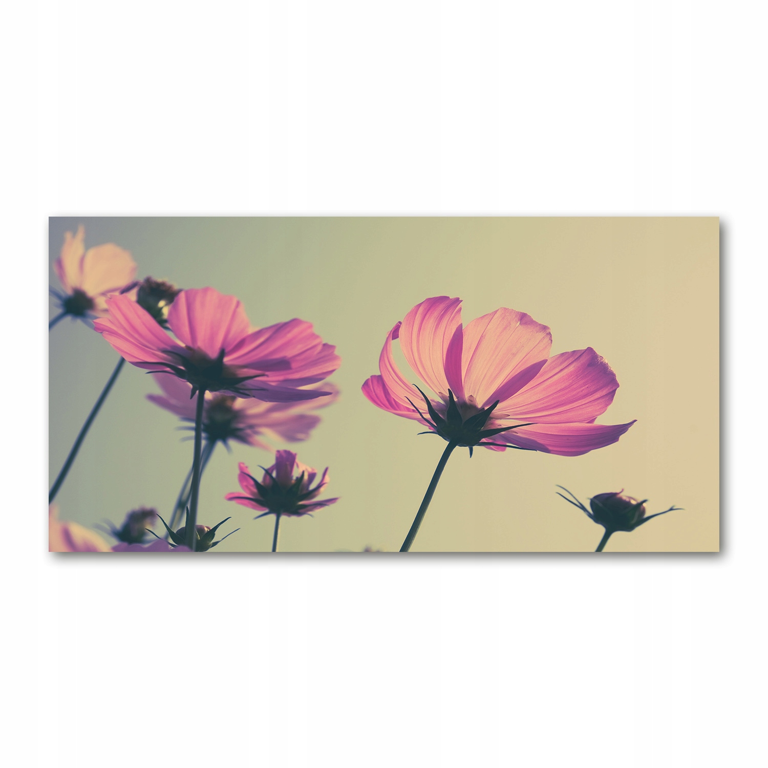 

Foto obraz akryl zdjęcie Różowe kwiaty 120X60 cm