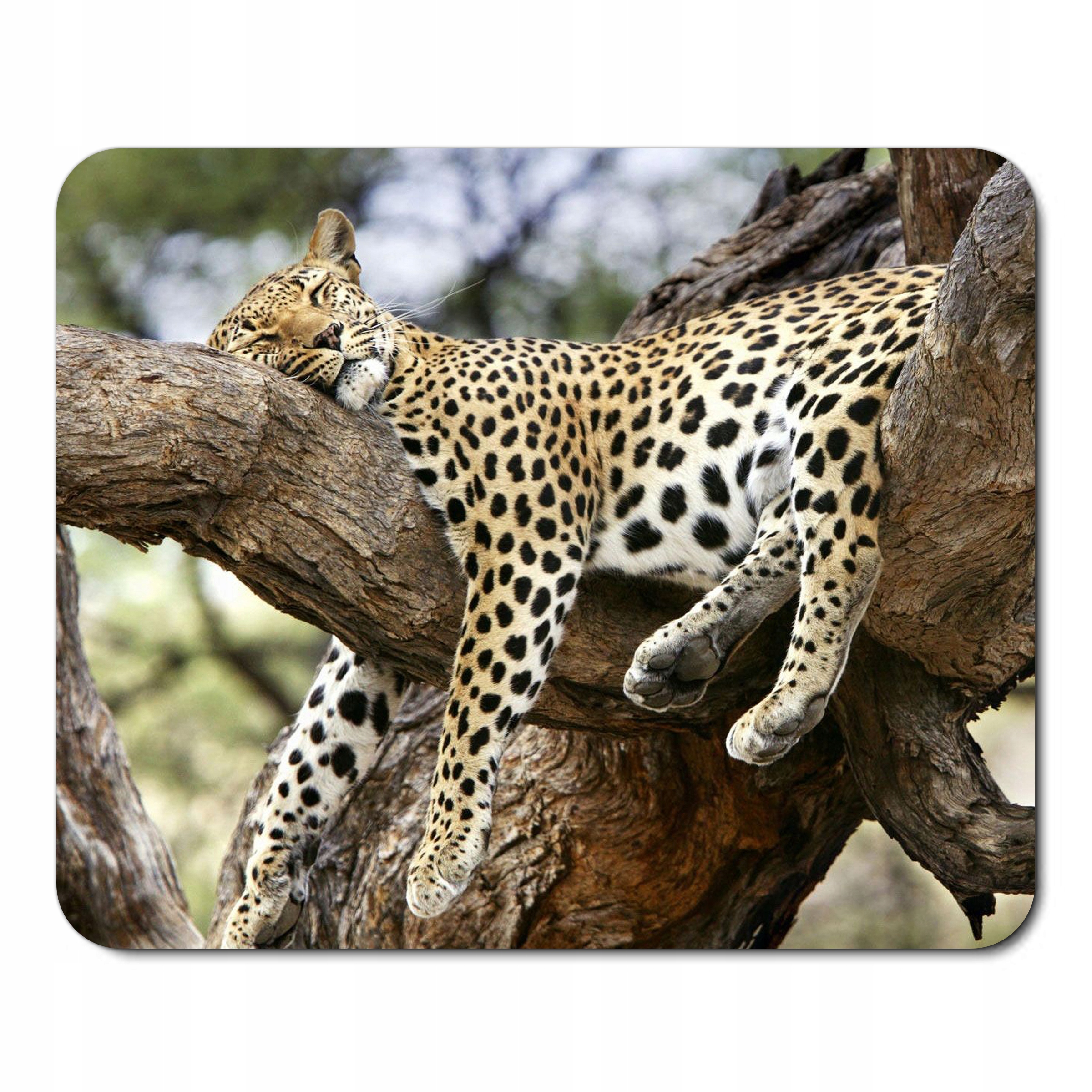 

Podkładka pod myszkę mysz Dzikie Zwierzęta Jaguar