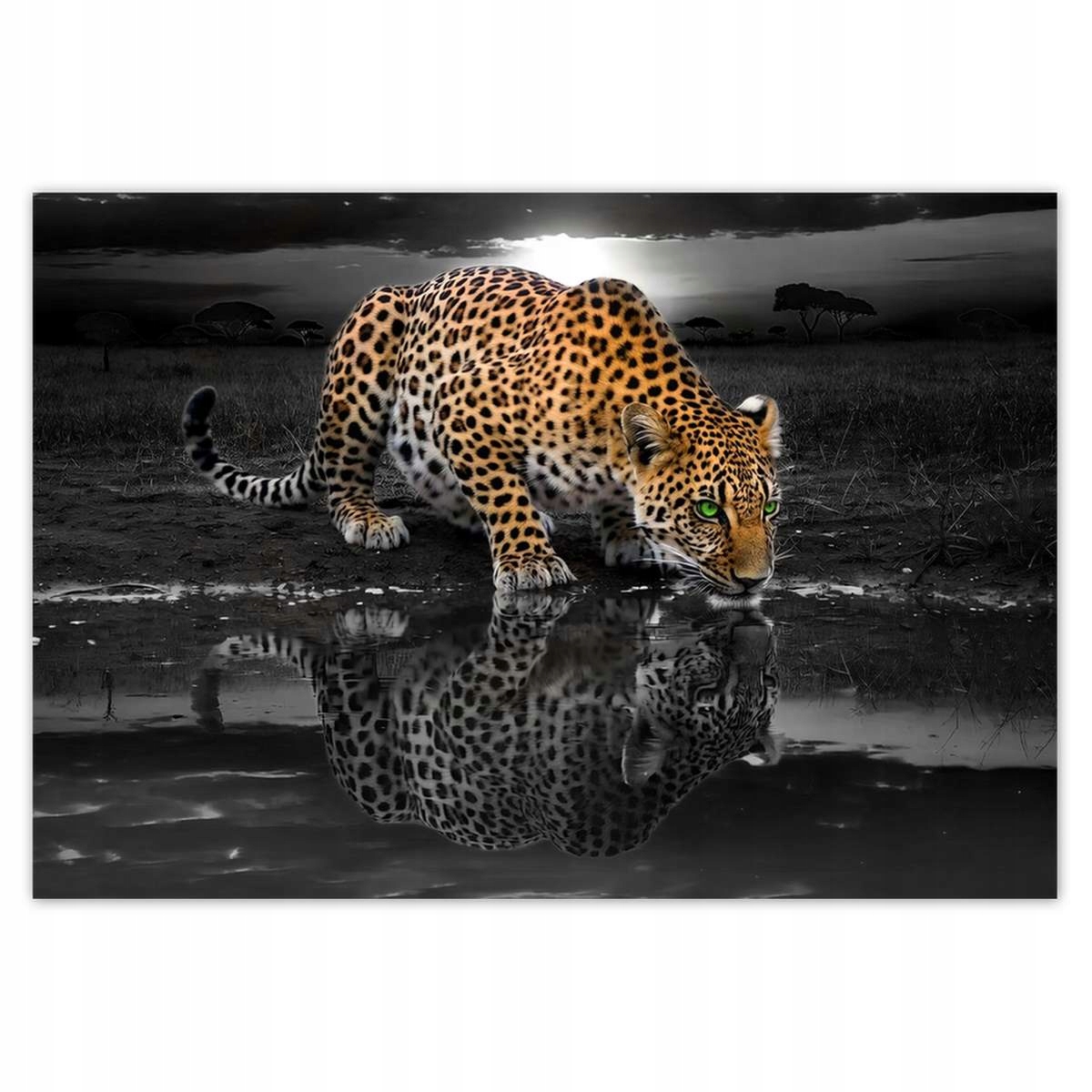 Fototapety 368x254 Na Ścianę Gepard Do Sypialni