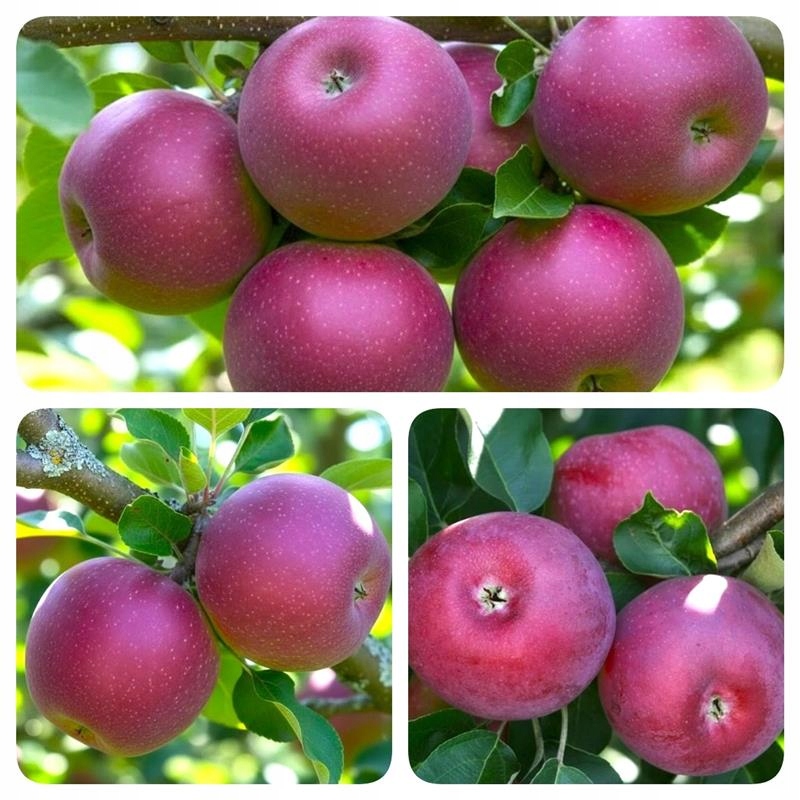 JABŁOŃ LOBO MIĘKIE SMACZNE NISKOPIENNE -35 C