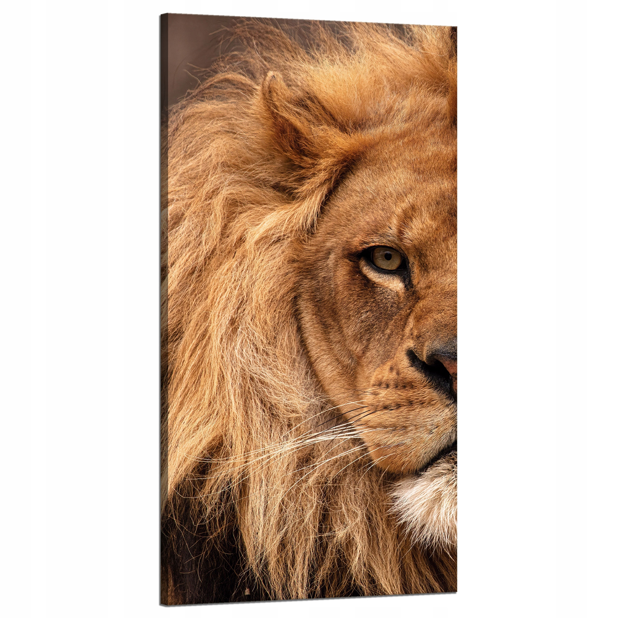 Obraz na plátně Tvář Hřívy a oka Lva Příroda 60x120 cm Ideální jako dárek