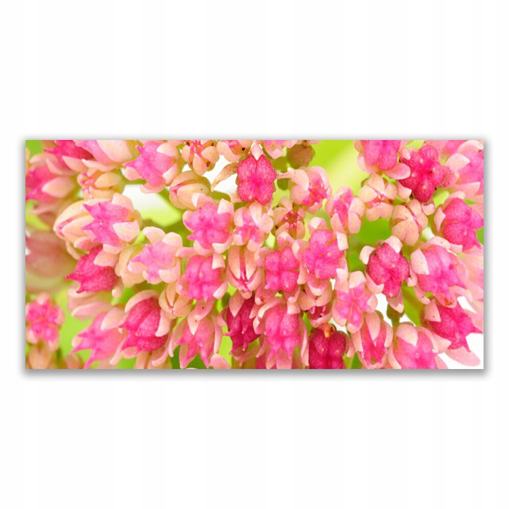 

Fotoobraz akryl na prezent 120x60 cm Kwiat Lotosu