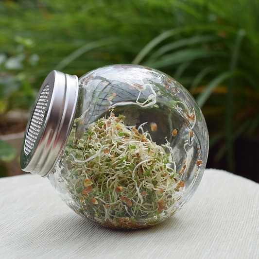 Kiełkownica szklana SŁOIKOWA na nasiona na kiełki Marka Semini