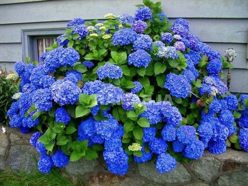 ГОРТЕНЗИЯ САДОВАЯ EARLY BLUE