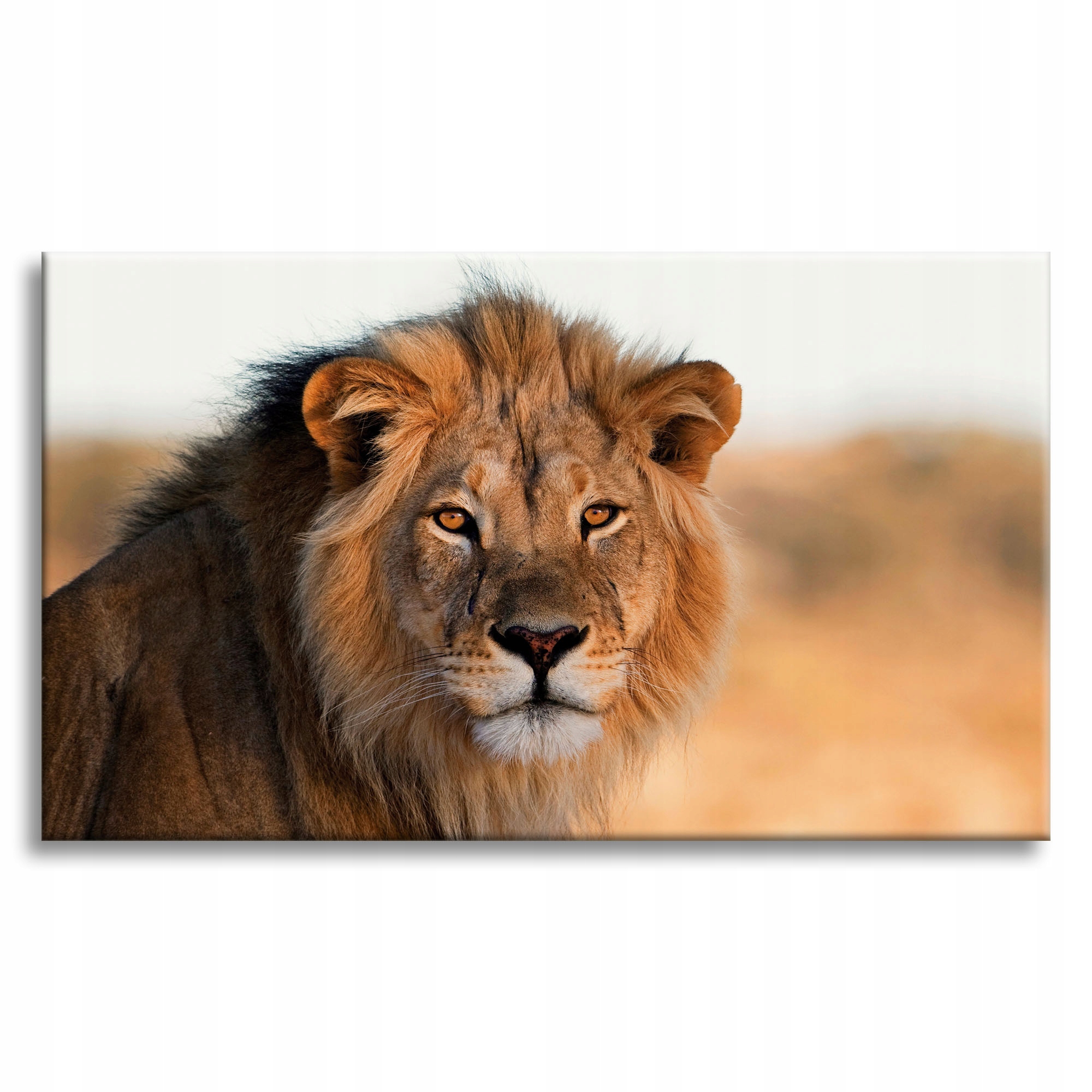 Obraz na plátně Tvář lva v záři Slunce 100 x 80 cm Ideální jako dárek
