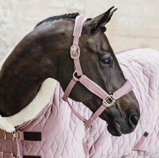 Kantar Velvet old rose Kentucky