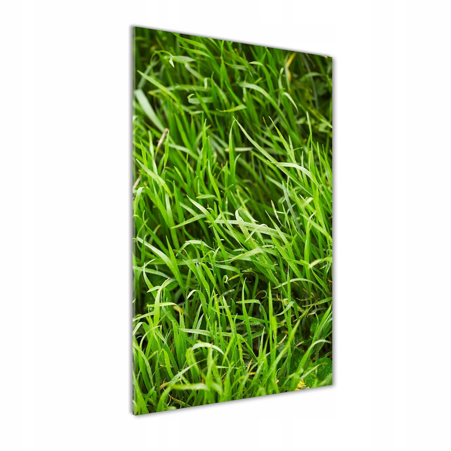 

Fotoobraz szklany na ścianę do salonu Trawa 60x120