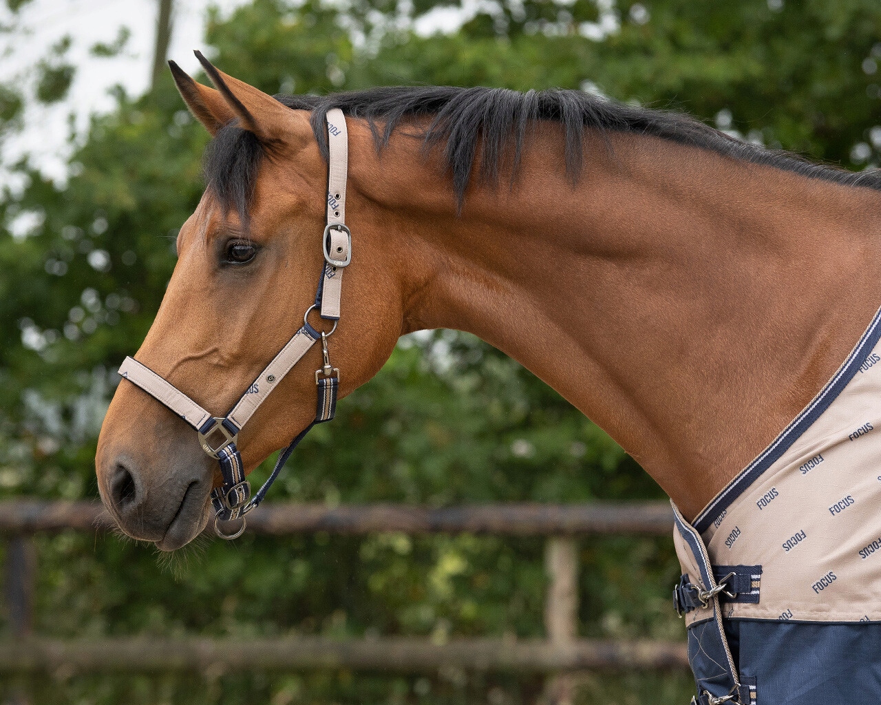 QHP kantar z uwiązem FOCUS cob Marka QHP