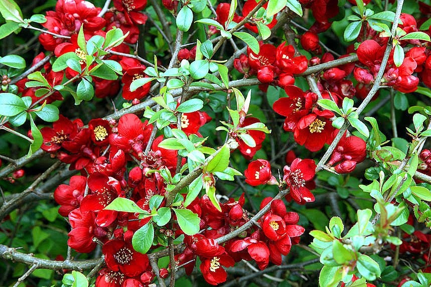 PIGWOWIEC POŚREDNI CRIMSON AND GOLD CZERWONY C