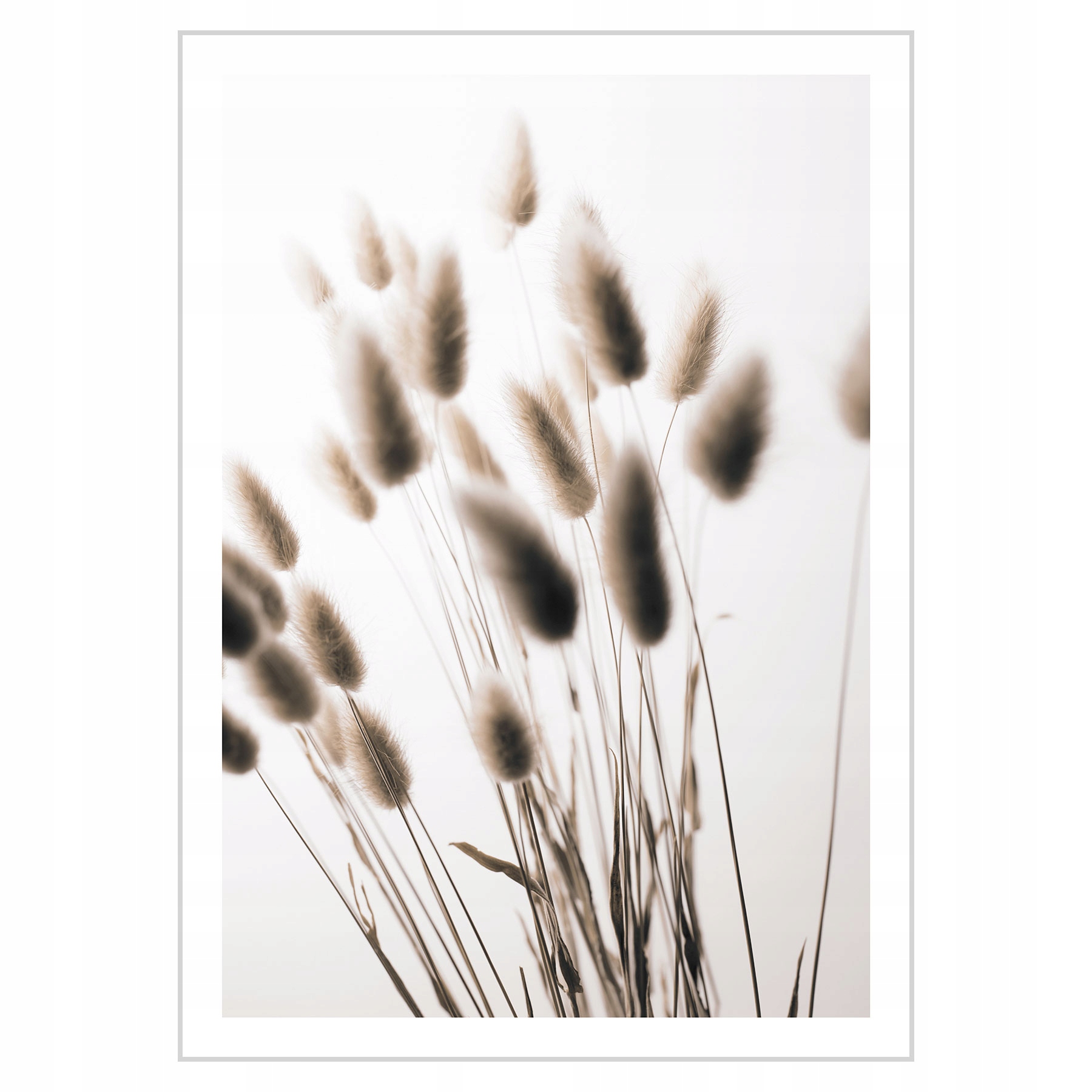 

Plakat 50x70 Dmuszek jajowaty Trawa pampasowa Boho