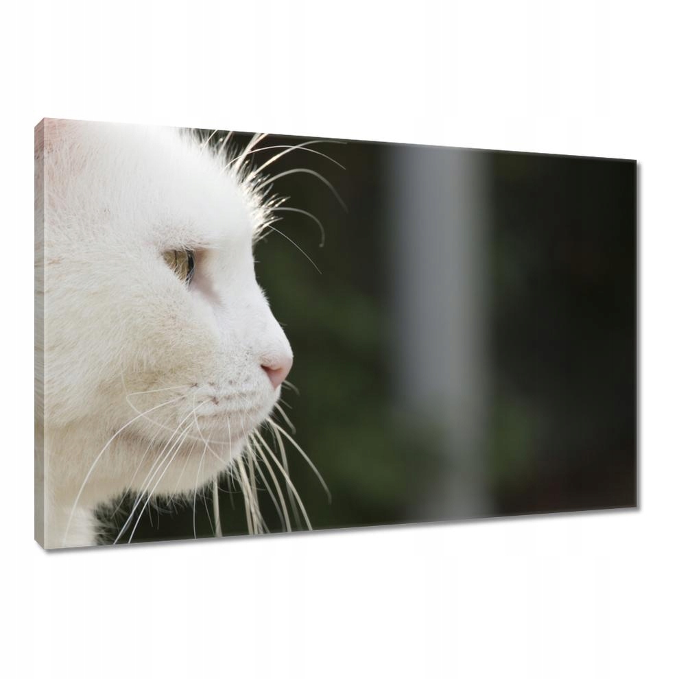 

Obrazy 90x60 Kocie spojrzenie Kotek