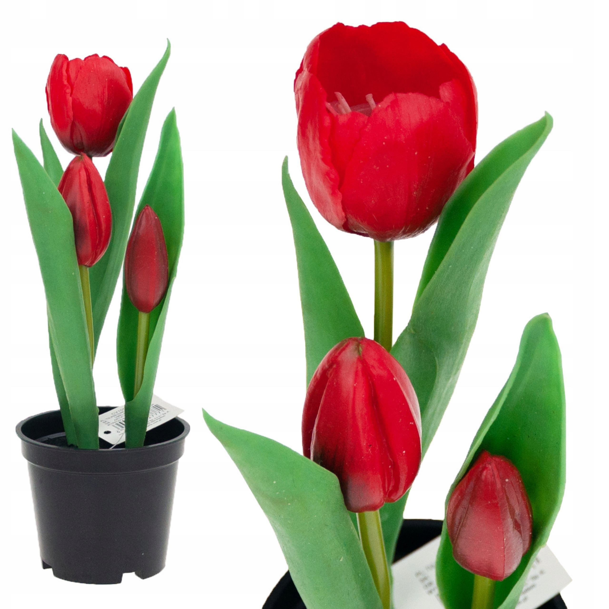 

Tulipan Tulipany Gumowane Kwiaty Jak Żywe Premium