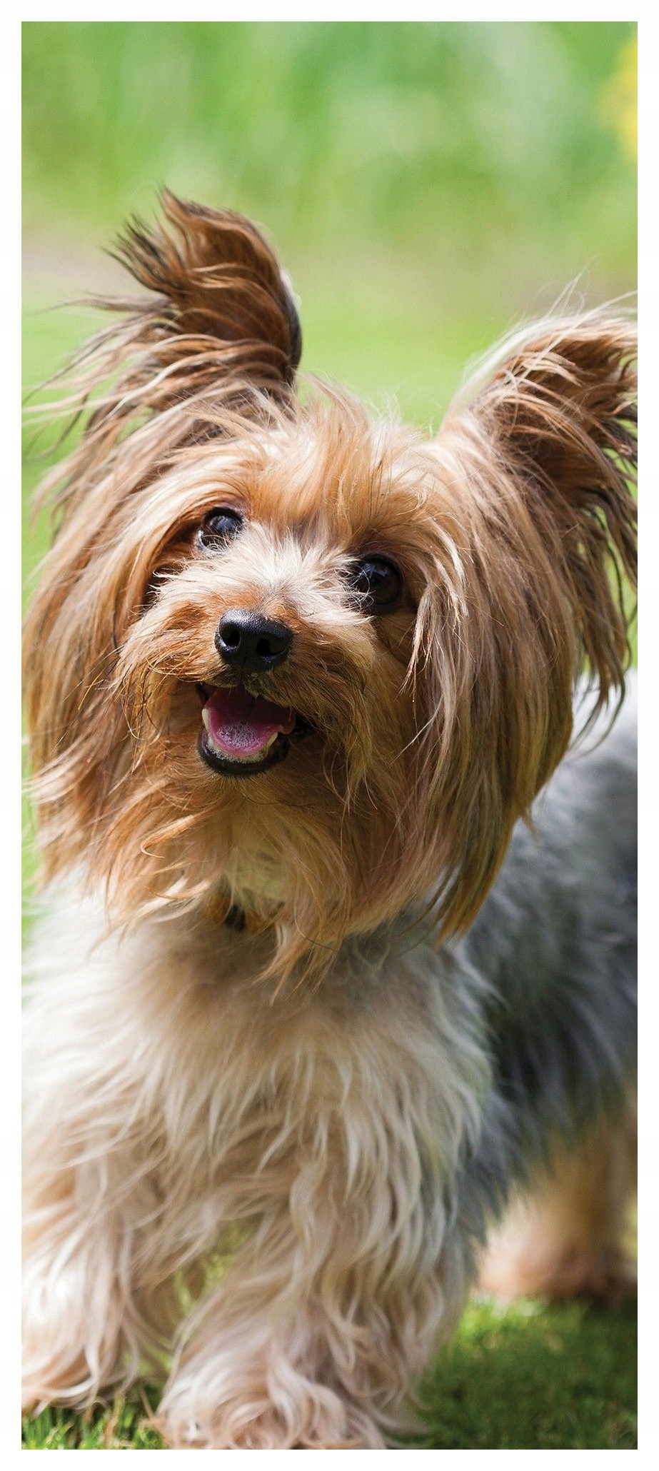 Samolepka Fototapeta York pes na trávě veselý mazlíček 91x211 pozitivní