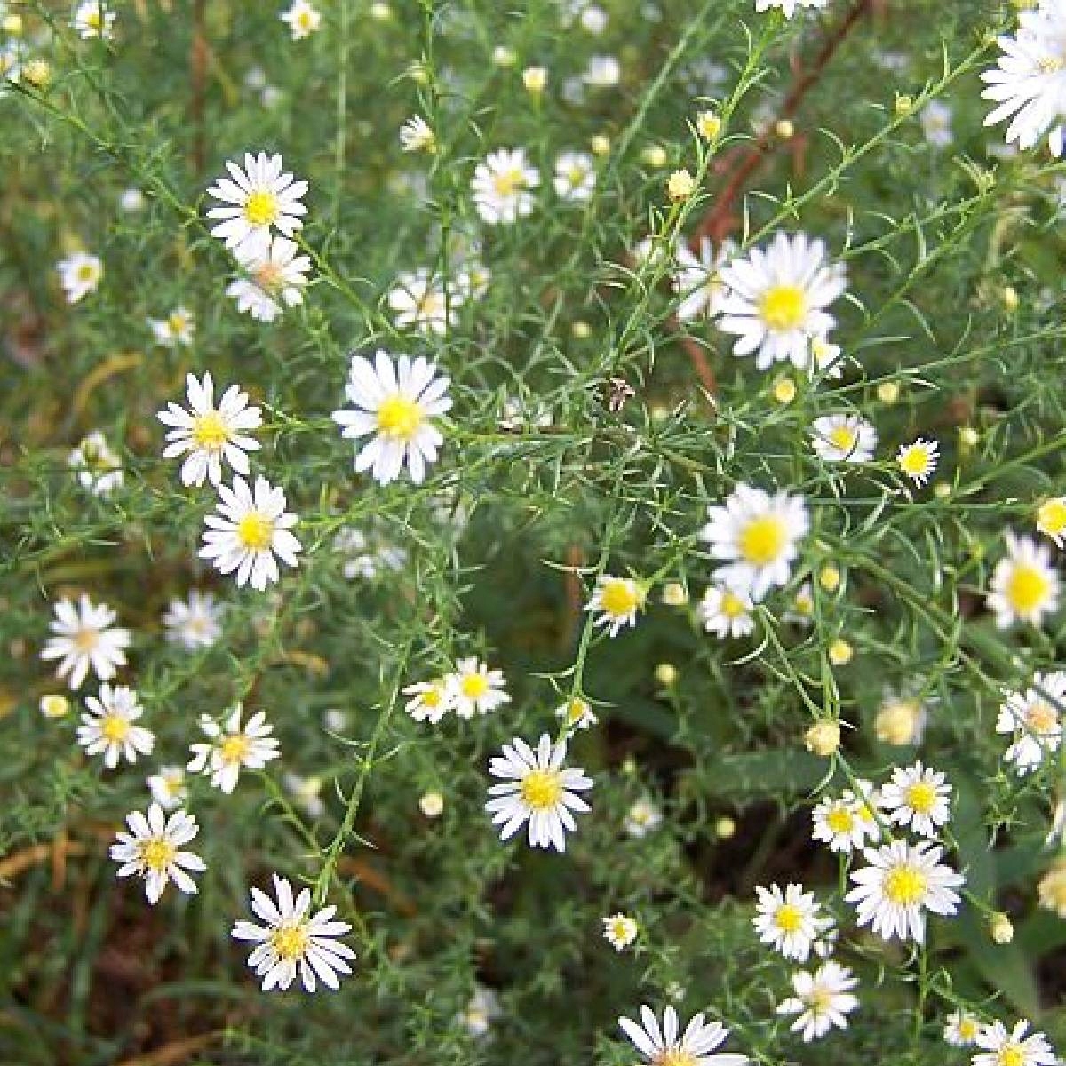 Aster Wrzosolistny Golden Spray Sadzonka Byliny