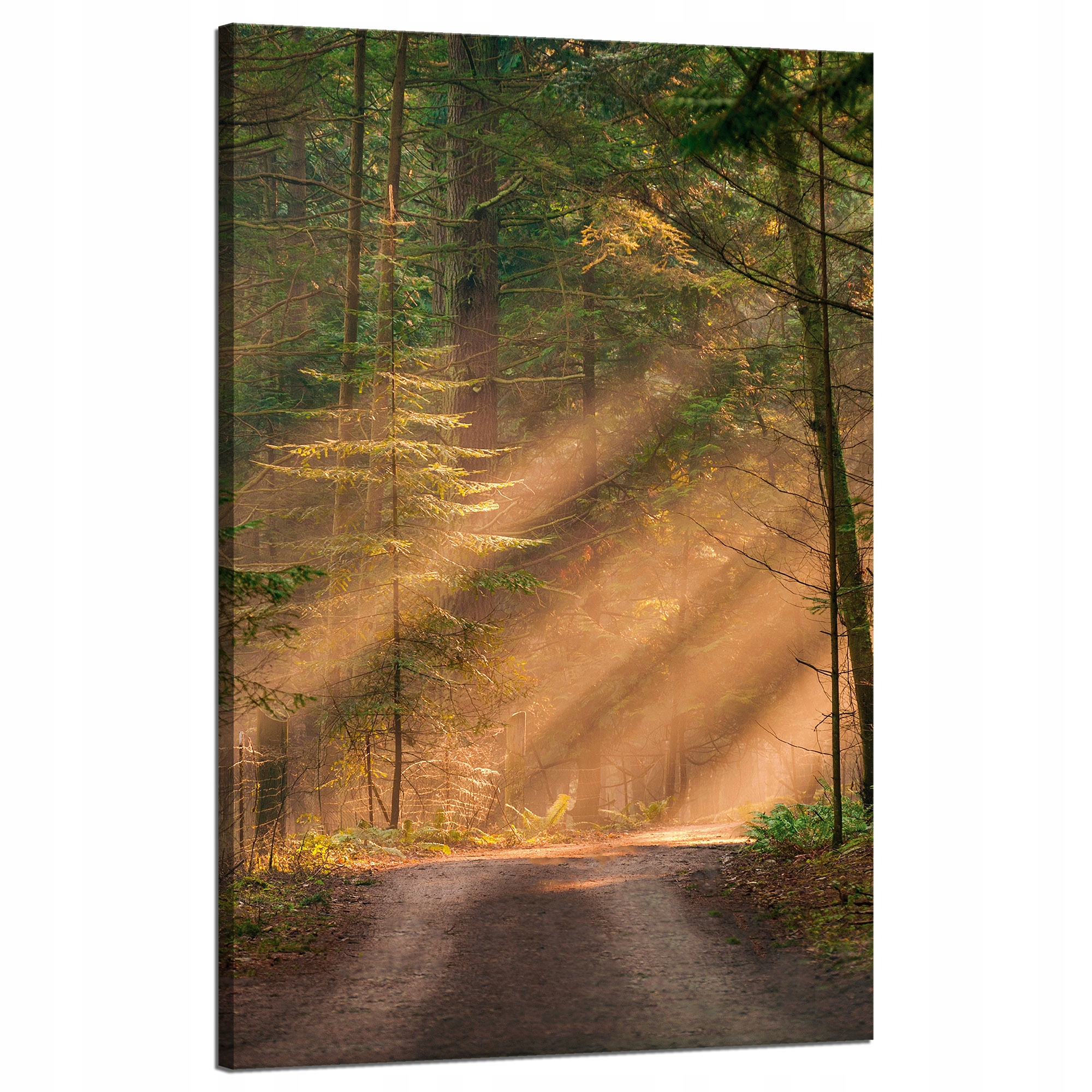 Obraz na plátně Stezka v lese Stromy Příroda 50x80 cm