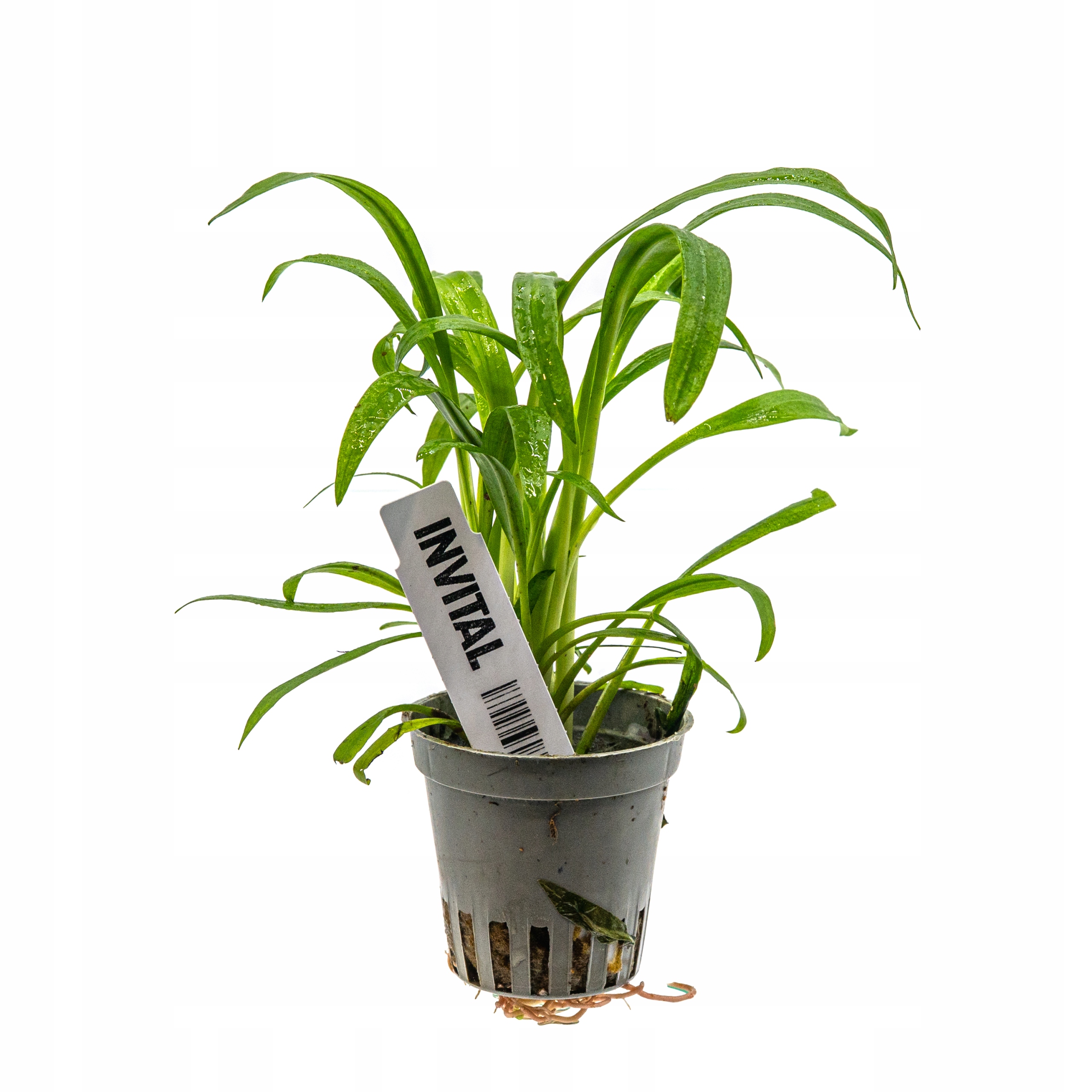 INVITAL Cryptocoryne albida koszyk Ø 5,5 cm
