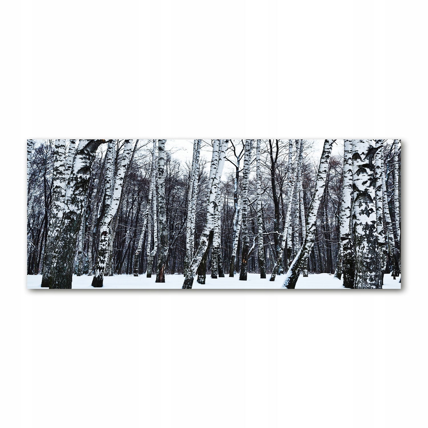 

Foto obraz na szkle akrylowym Brzozy zimą 125x50cm