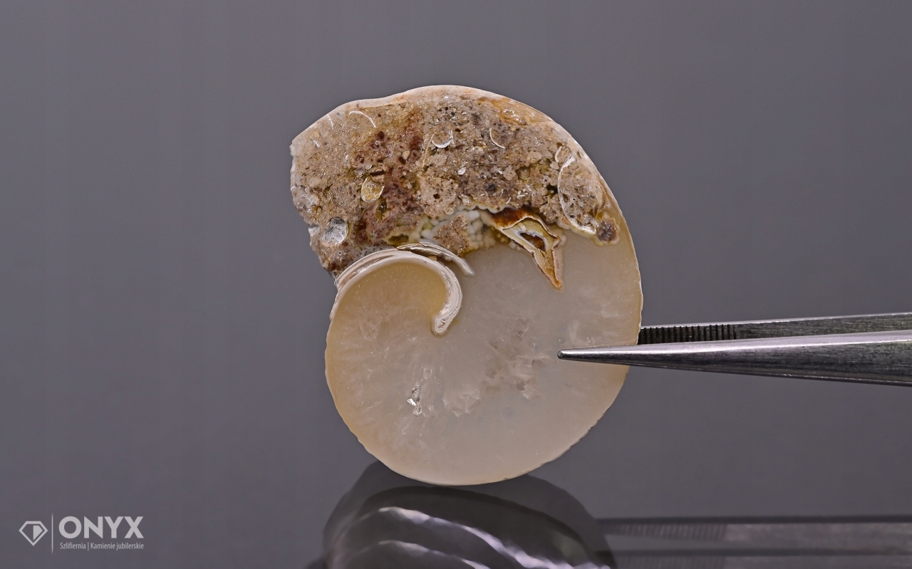 Hlemýžď zkamenělý nepravidelný 34x28 mm