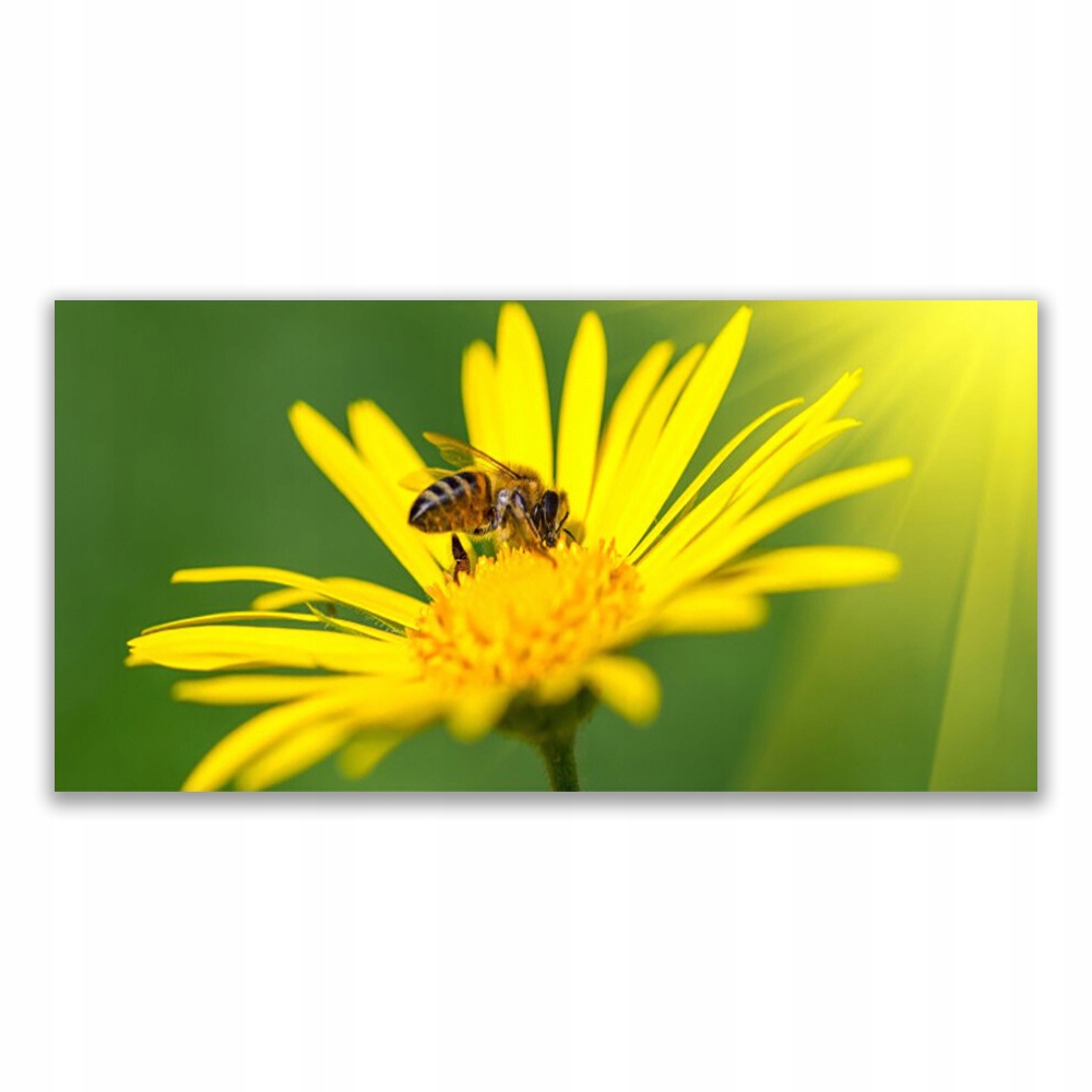

Obraz z nadrukiem 140x70 Pszczoła Kwiat Przyroda