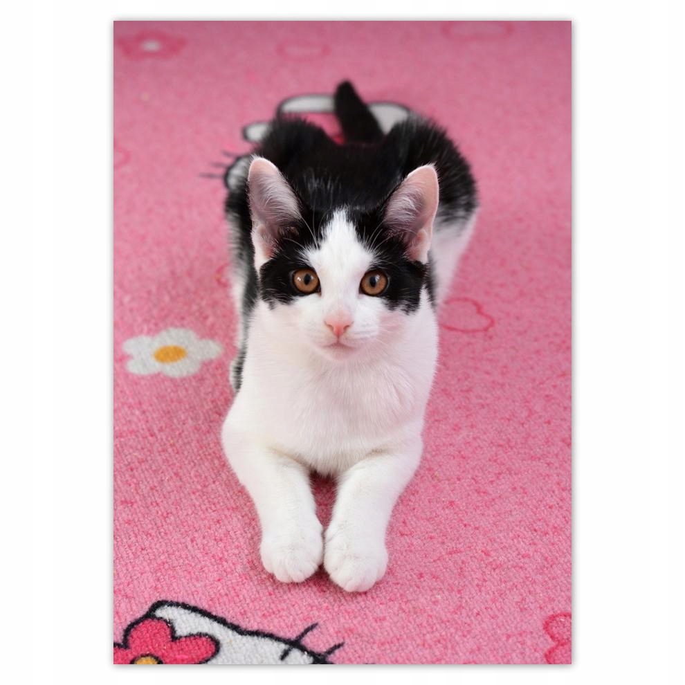 

Plakaty 50x70 Kot Kotki Koty Kicia