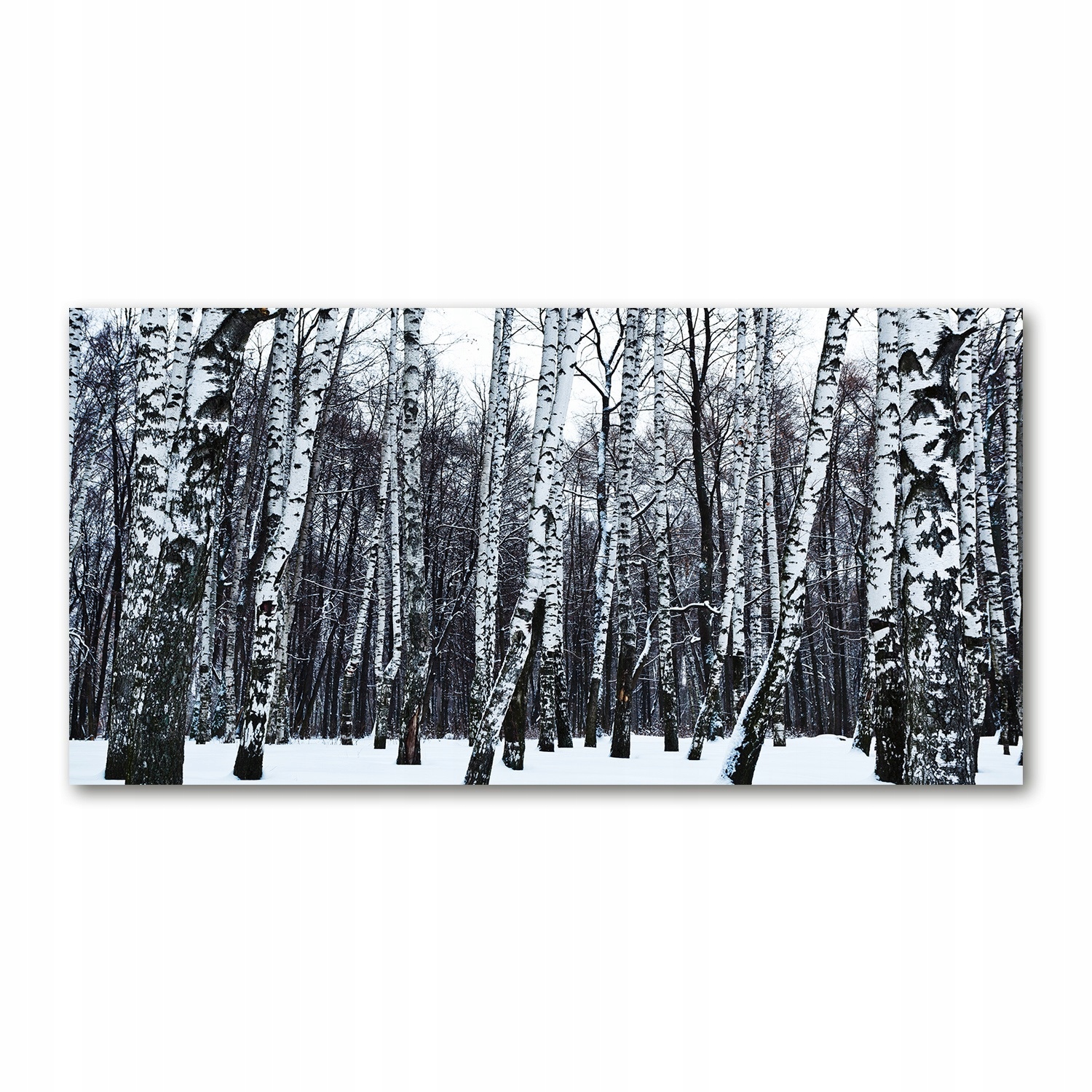 

Foto obraz na szkle akrylowym Brzozy zimą 120X60cm