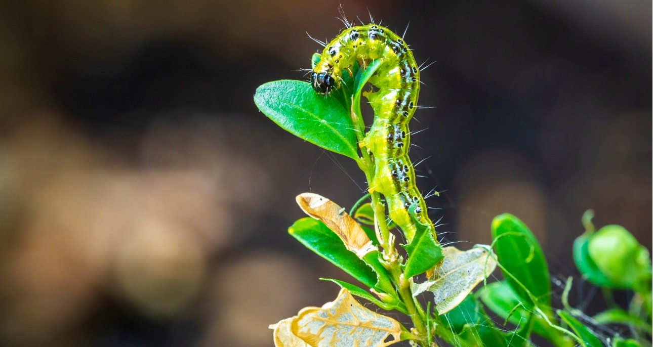 MOSPILAN 20SP OWADOBÓJCZY DO ROŚLIN OZDOBNYCH 20g Zastosowanie owadobójcze, przeciwko insektom