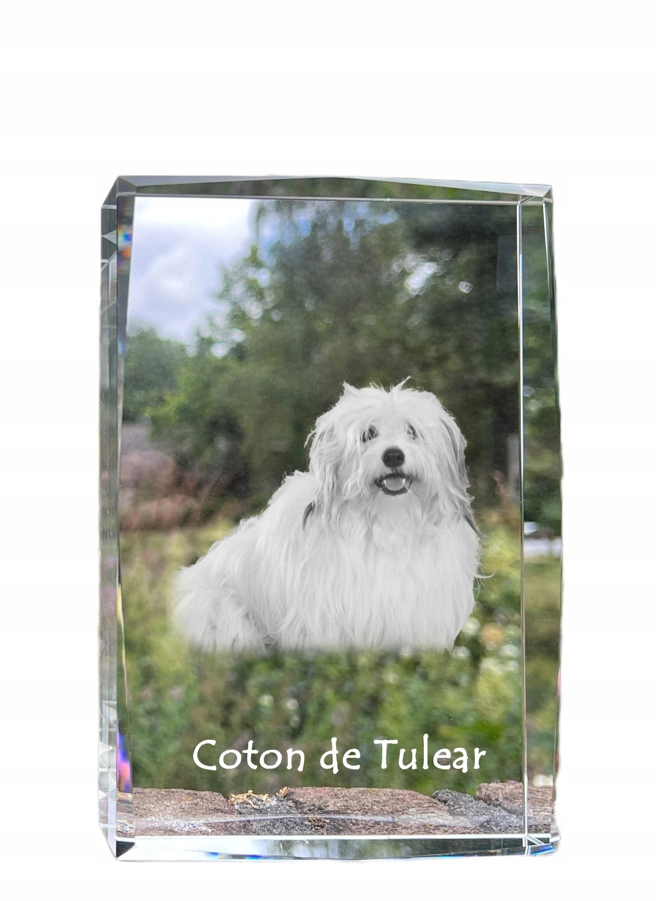 Coton de Tulear kryształ ze zdjęciem psa, zdjęcie w szkle, nowoczesna eks