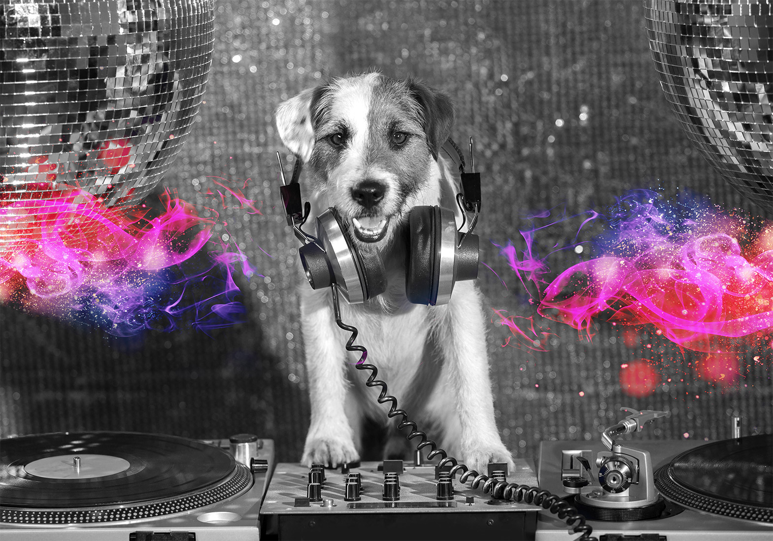 

Fototapeta Pies Dj Disco 300x210 g-C-0292-a-a