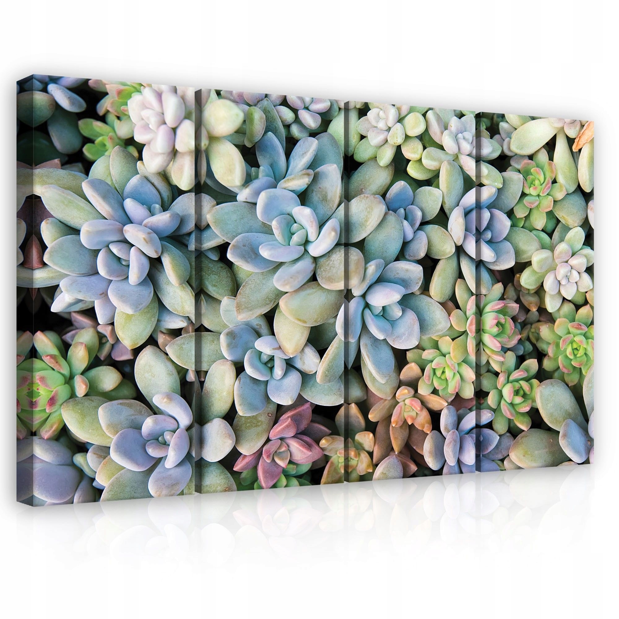 Obraz 120x80 Sukulenty botanika príroda zelená ružová fialová textúra harmónia