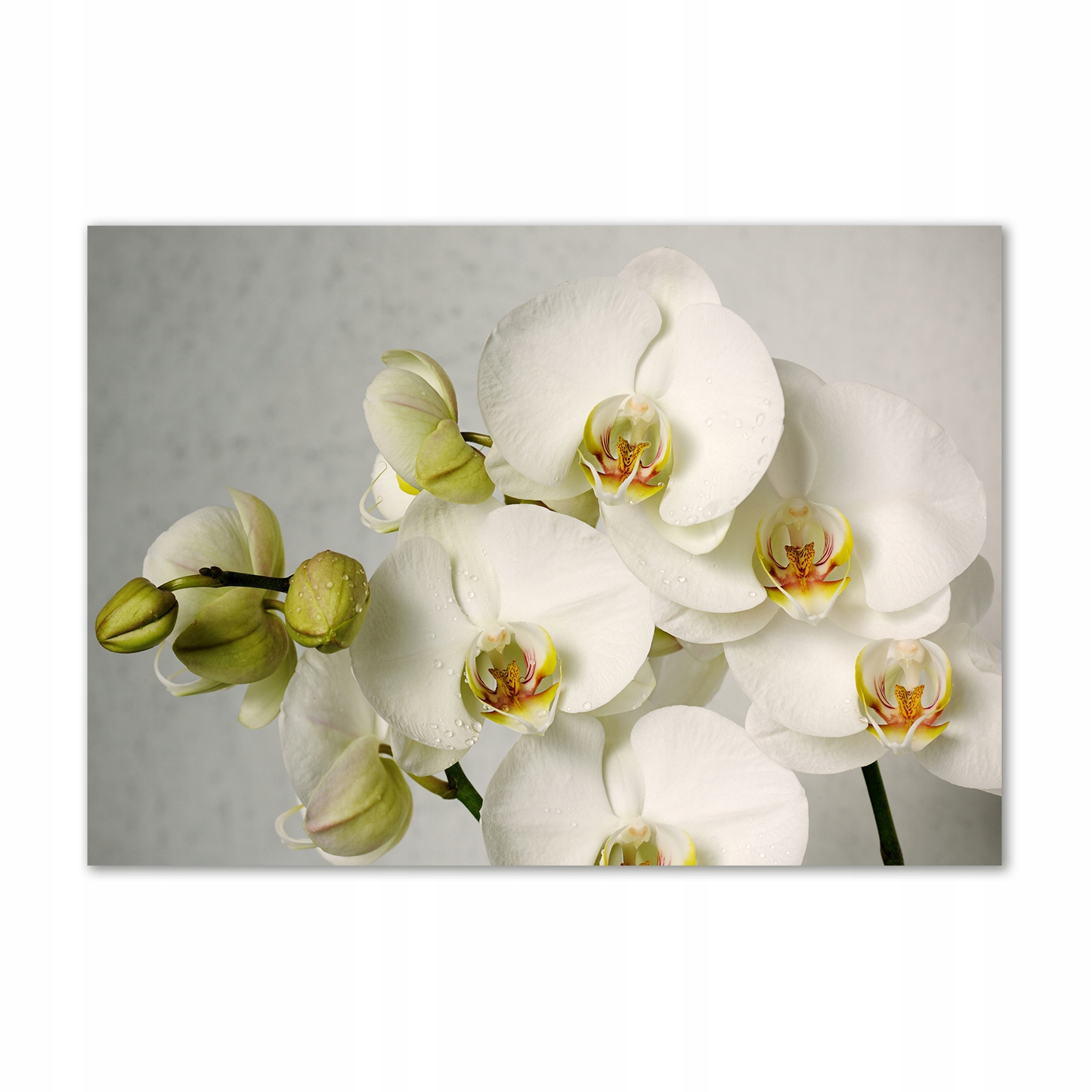

Obraz zdjęcie szkło akryl Biała orchidea 100x70 cm