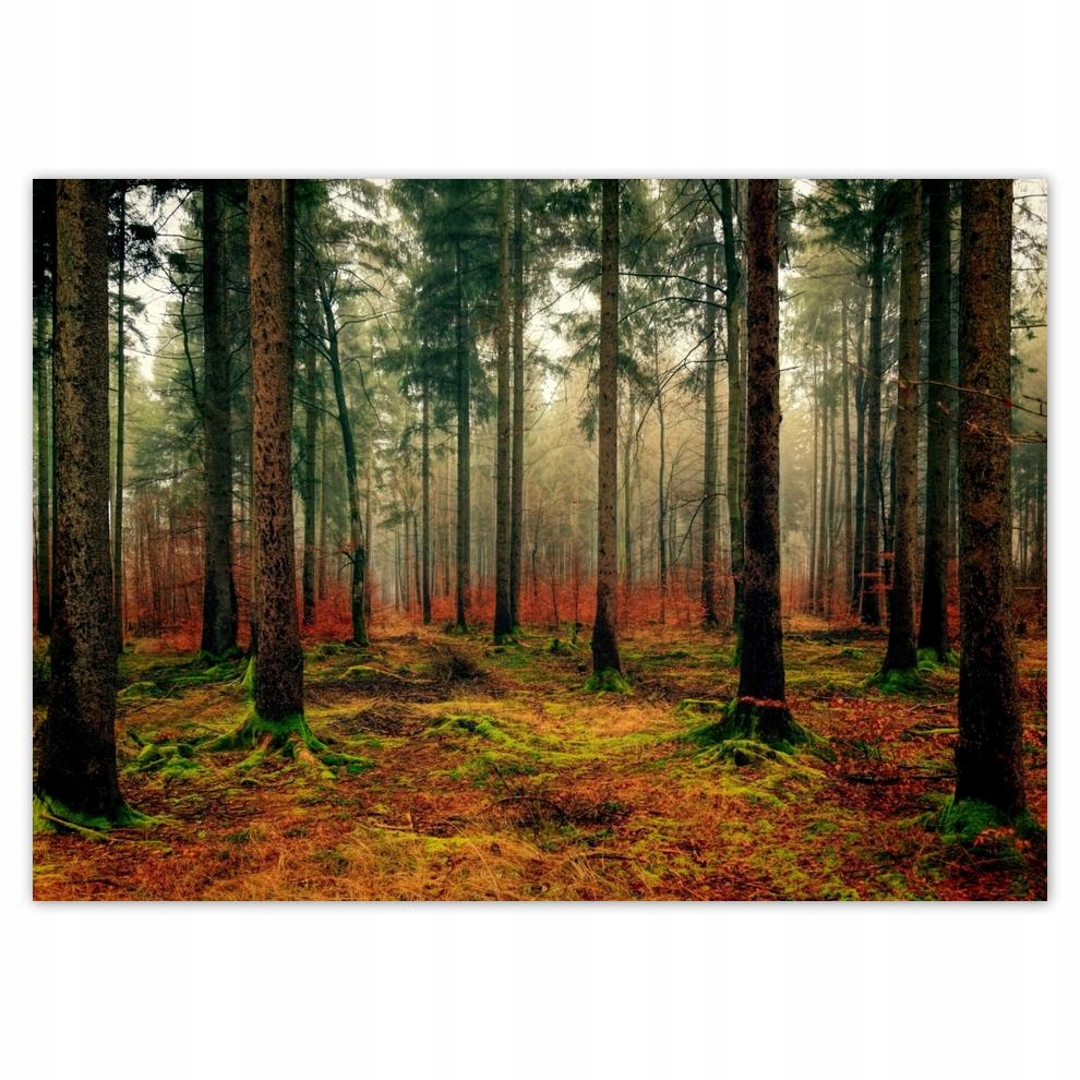 

Plakaty 70x50 Leśny krajobraz Widok