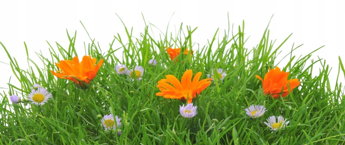 

Tapeta flizelinowa Kwiaty Wielkanoc - 250x104