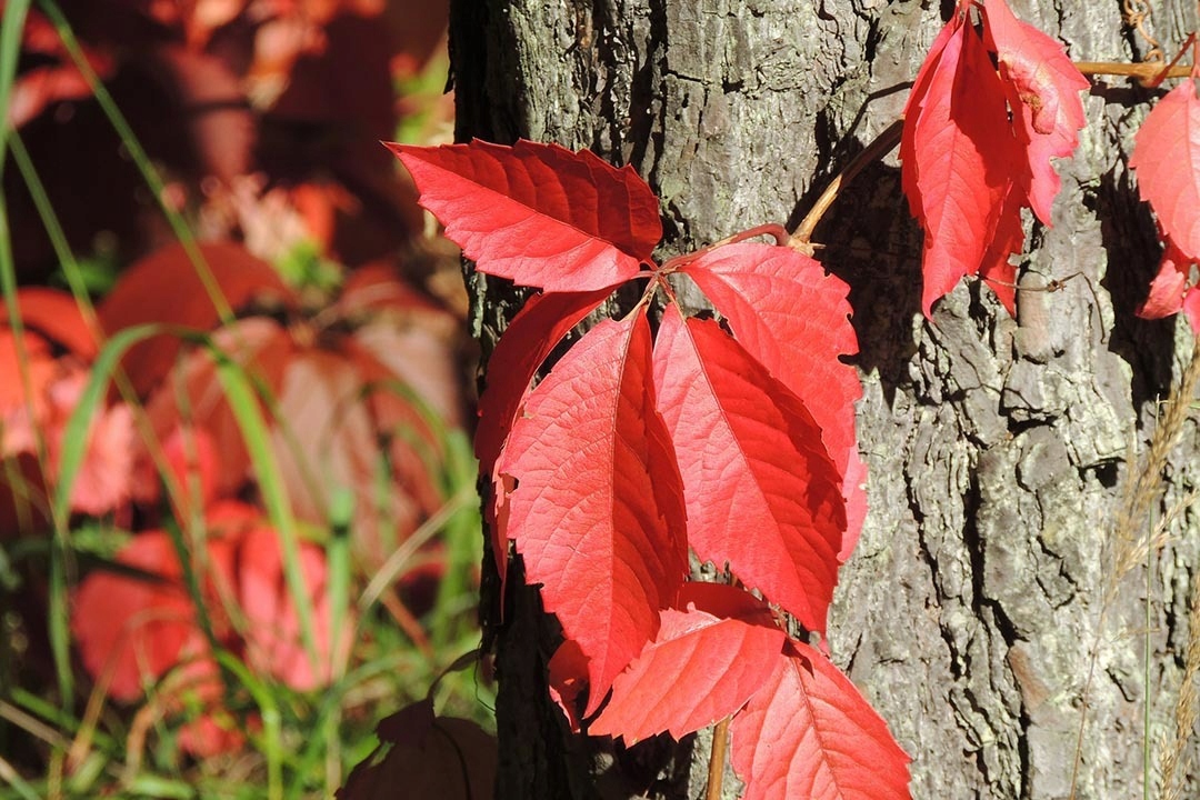 WINOBLUSZCZ PIĘCIOLISTKOWY MURORUM KOLOROWA ODMIANA PNĄCZE C
