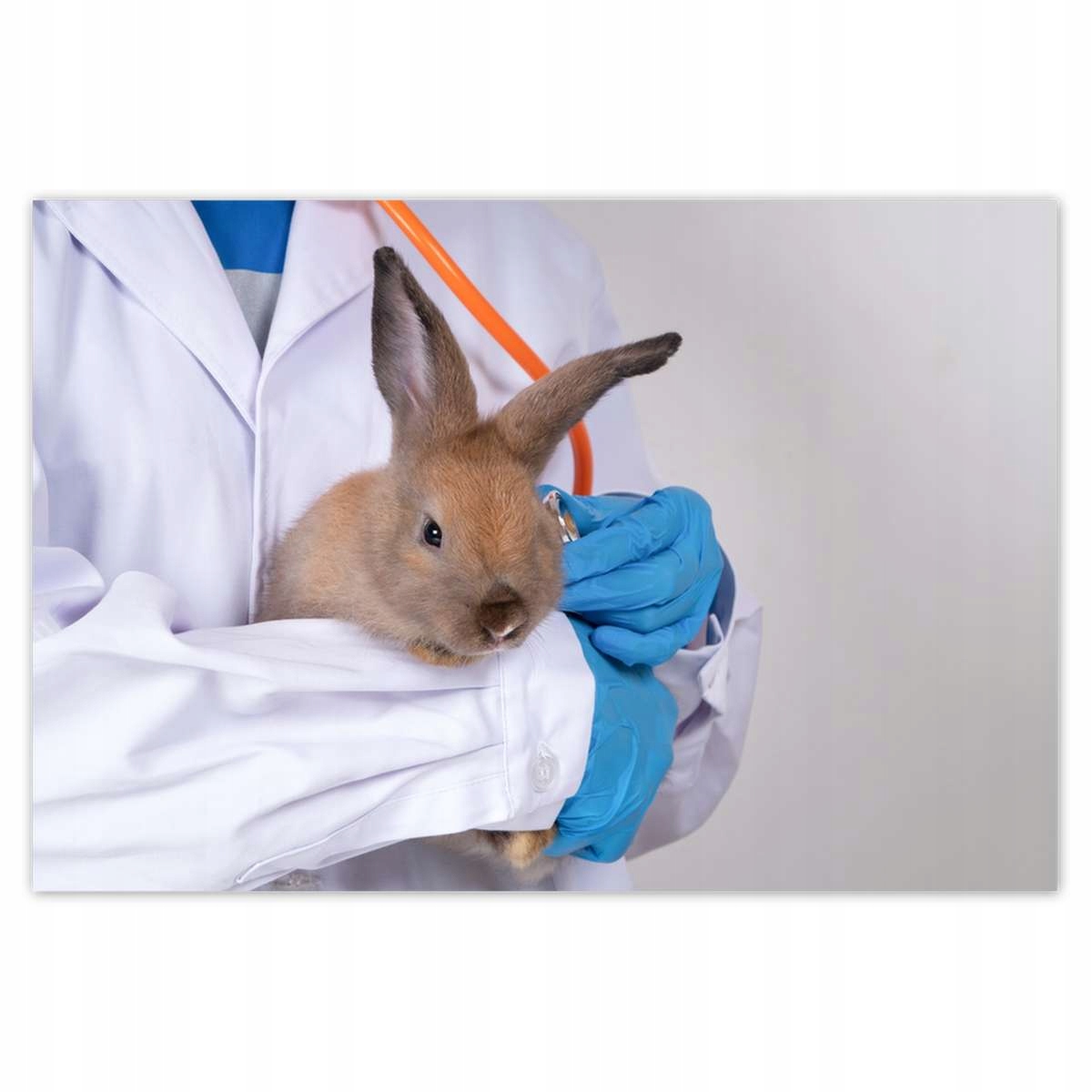 Plakáty 200x135 Veterinář králík