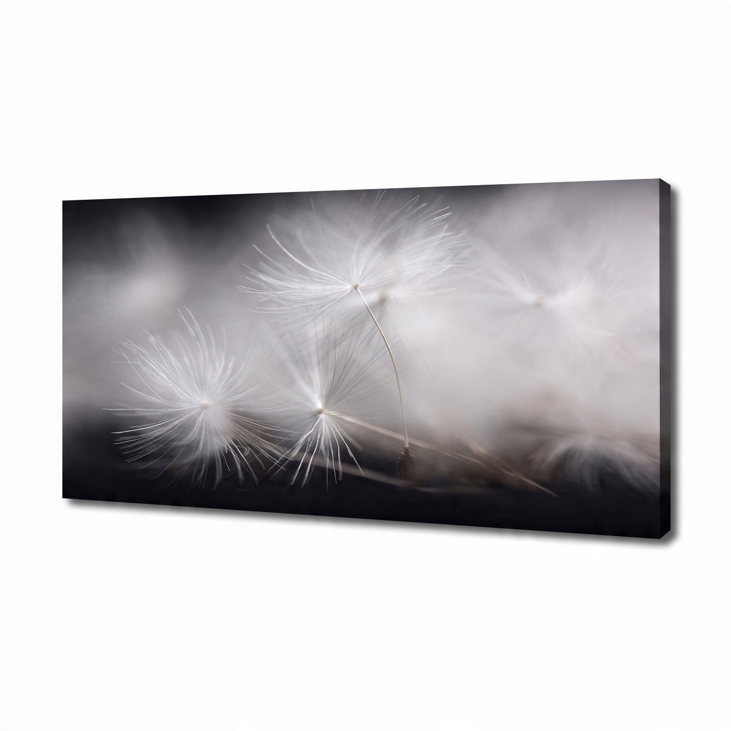 

Foto obraz na płótnie Nasiona dmuchawca 140x70 cm