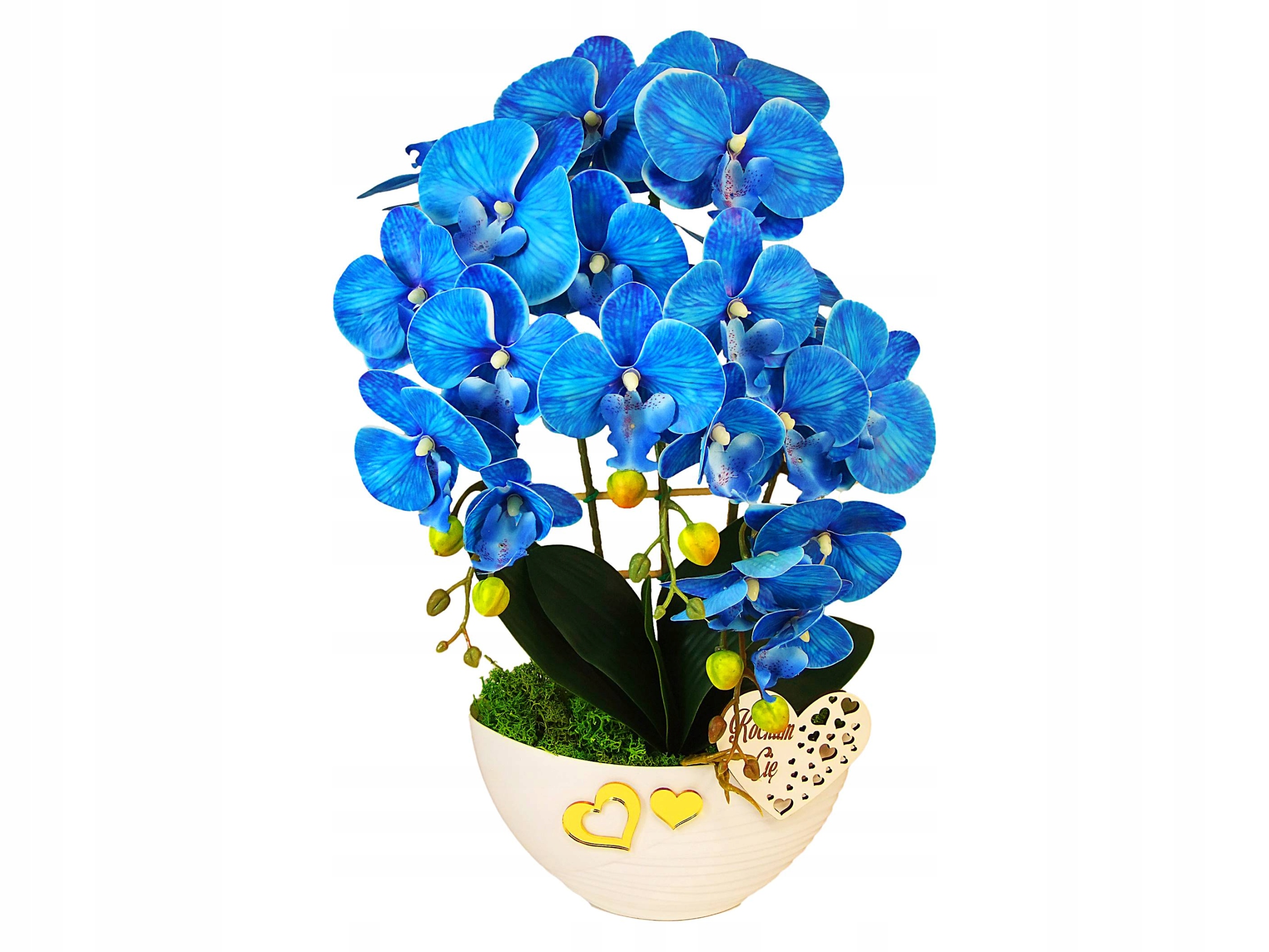 

Storczyk Kwiat Blue Orchidea Walentynki