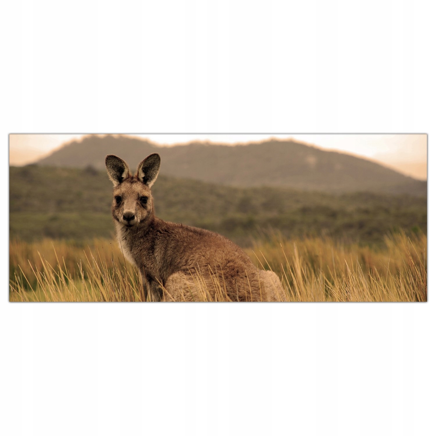 

Hartowany Obraz Szklany Kangury Australia 125x50