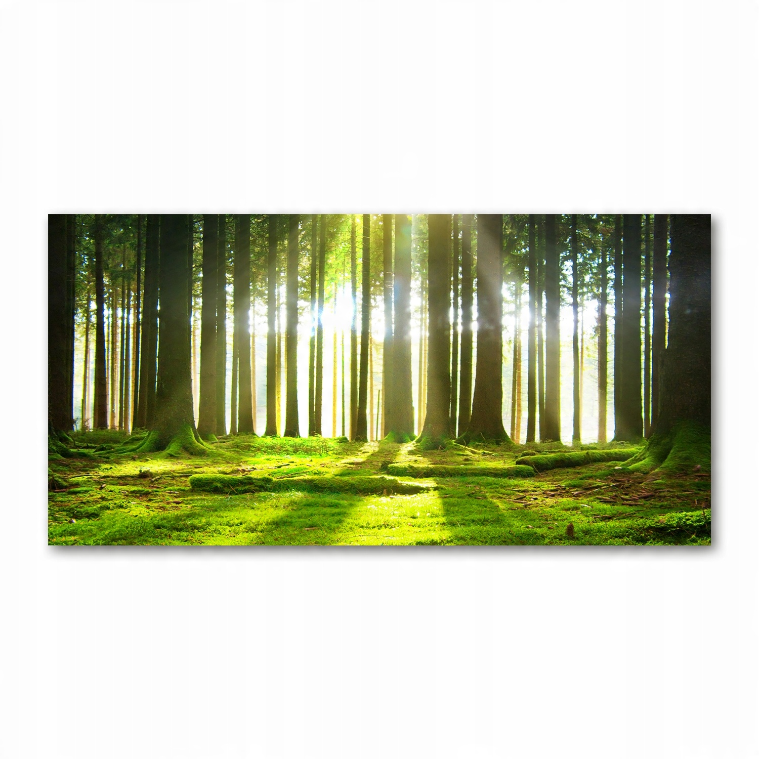 

Foto-obraz akrylowy Las w słońcu zdjęcie 140x70 cm
