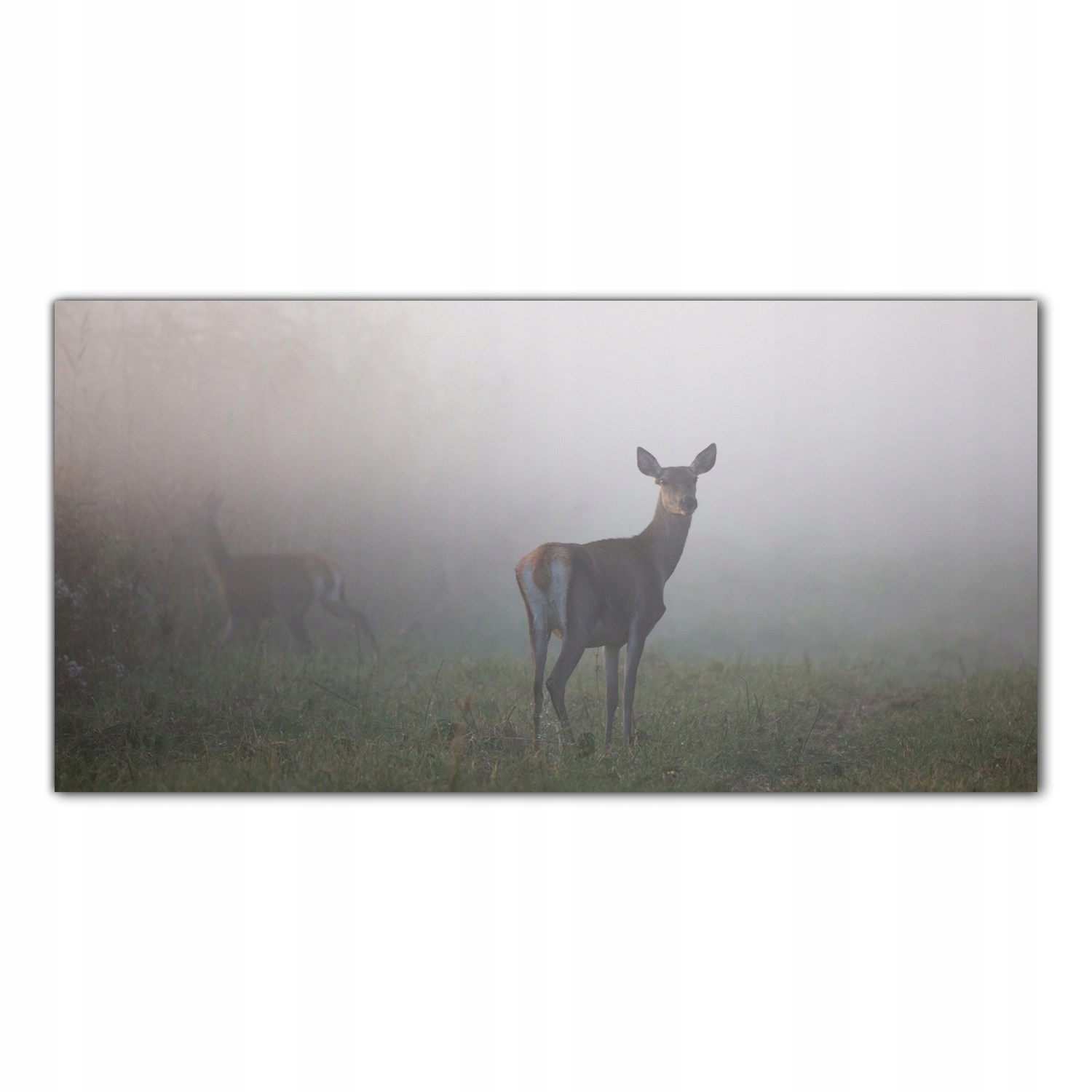 

Obraz na szkle Foto Jeleń Las Mgła Zwierzę 140x70